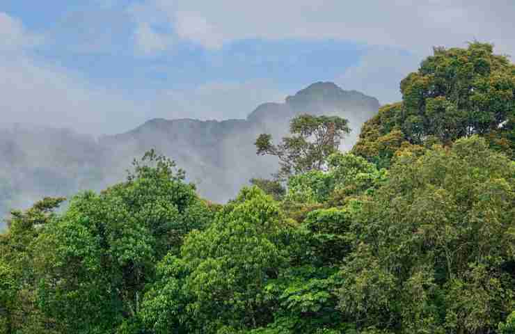 Parco Nazionale Foresta di Nyungwe