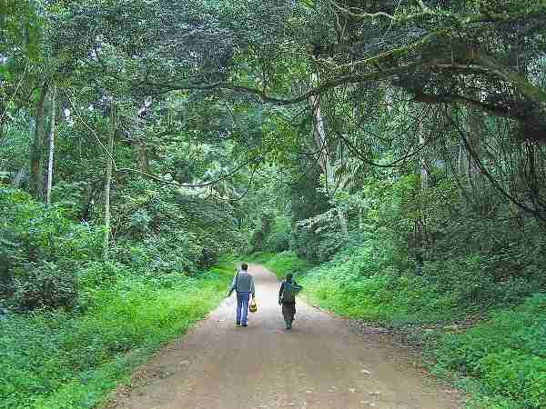 Drive to Kibale National park 