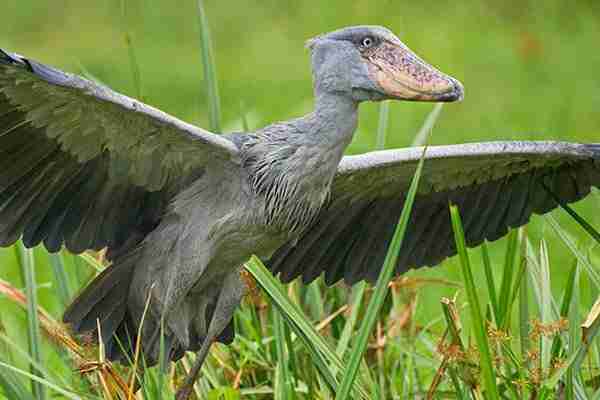 Shoebill River Cruise 