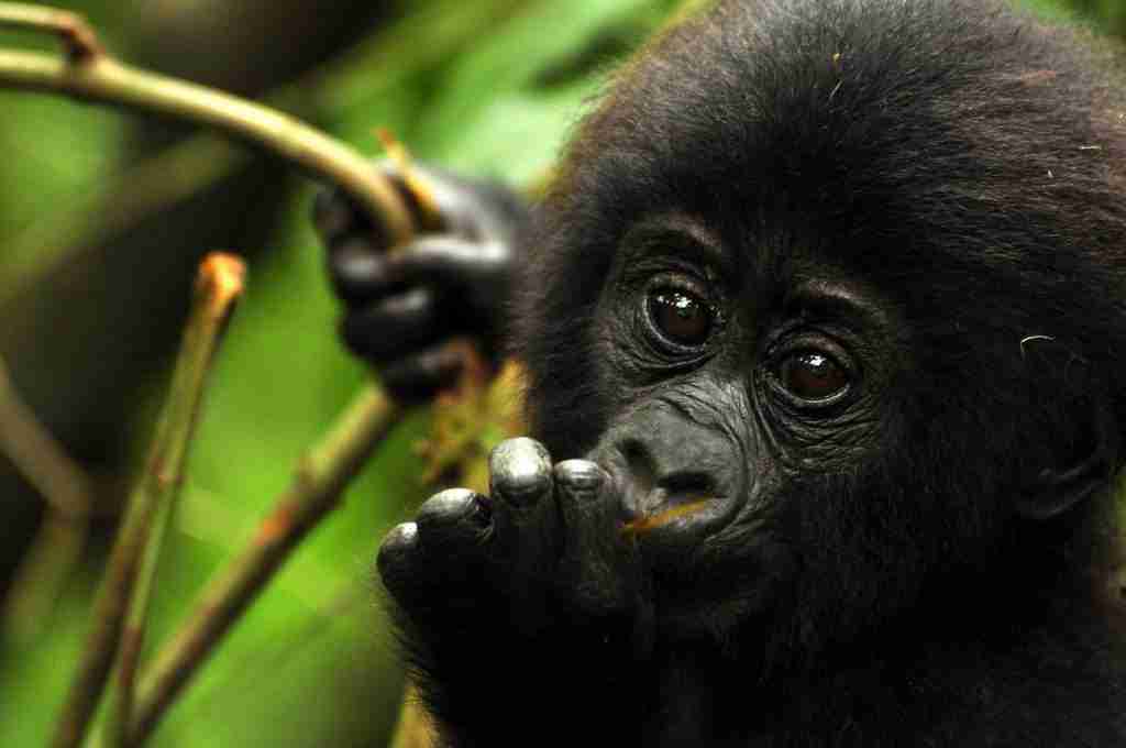 Bwindi Gorilla Trekking 