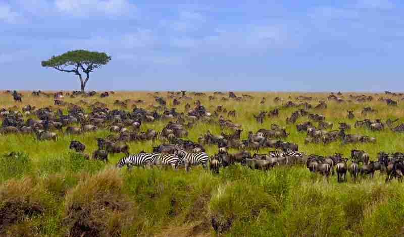 Big herd of wildebeest in the savannah. Great Migration. Kenya. Tanzania. Masai Mara National Park