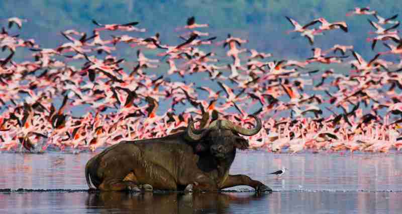 Buffalo lying in the water on the background of big flocks of flamingos. Kenya. Africa. Nakuru National Park. Lake Bogoria National Reserve. An excellent illustration