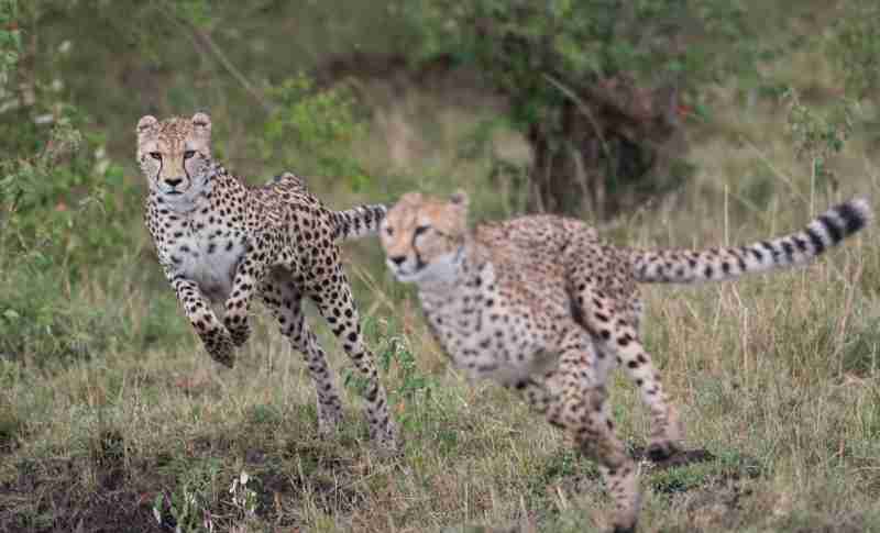 Cheetahs on the hunt and running in Masai Mara Game Reserve, Kenya