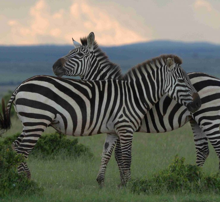 zebra with sunset