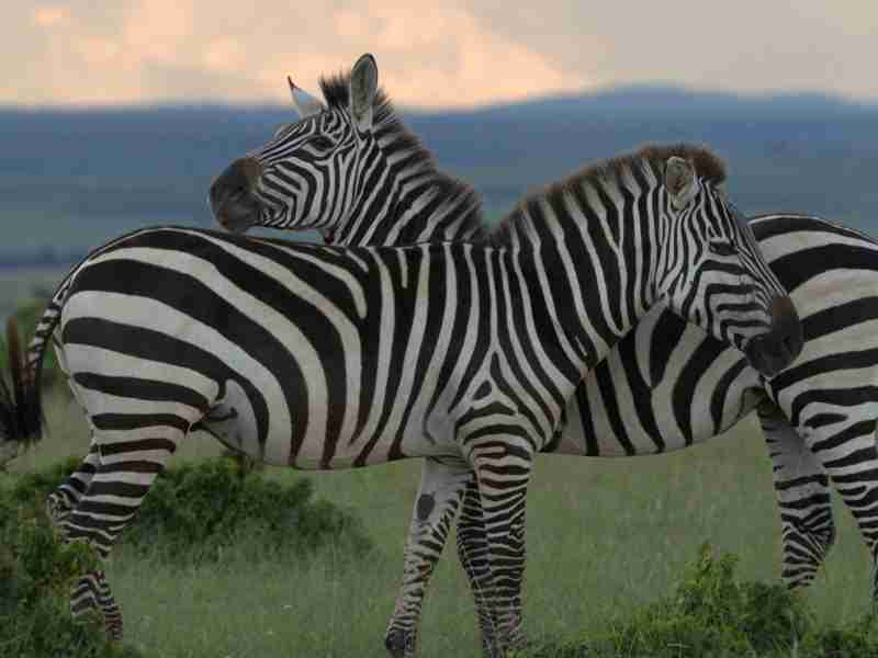 zebra with sunset