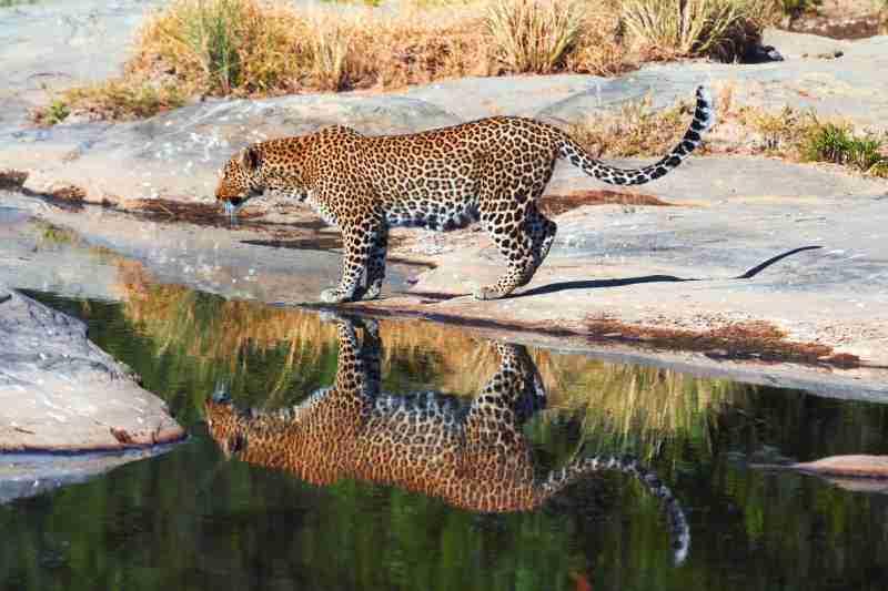 Female leopard at a river bank with reflection of its body in Masai Mara, Kenya