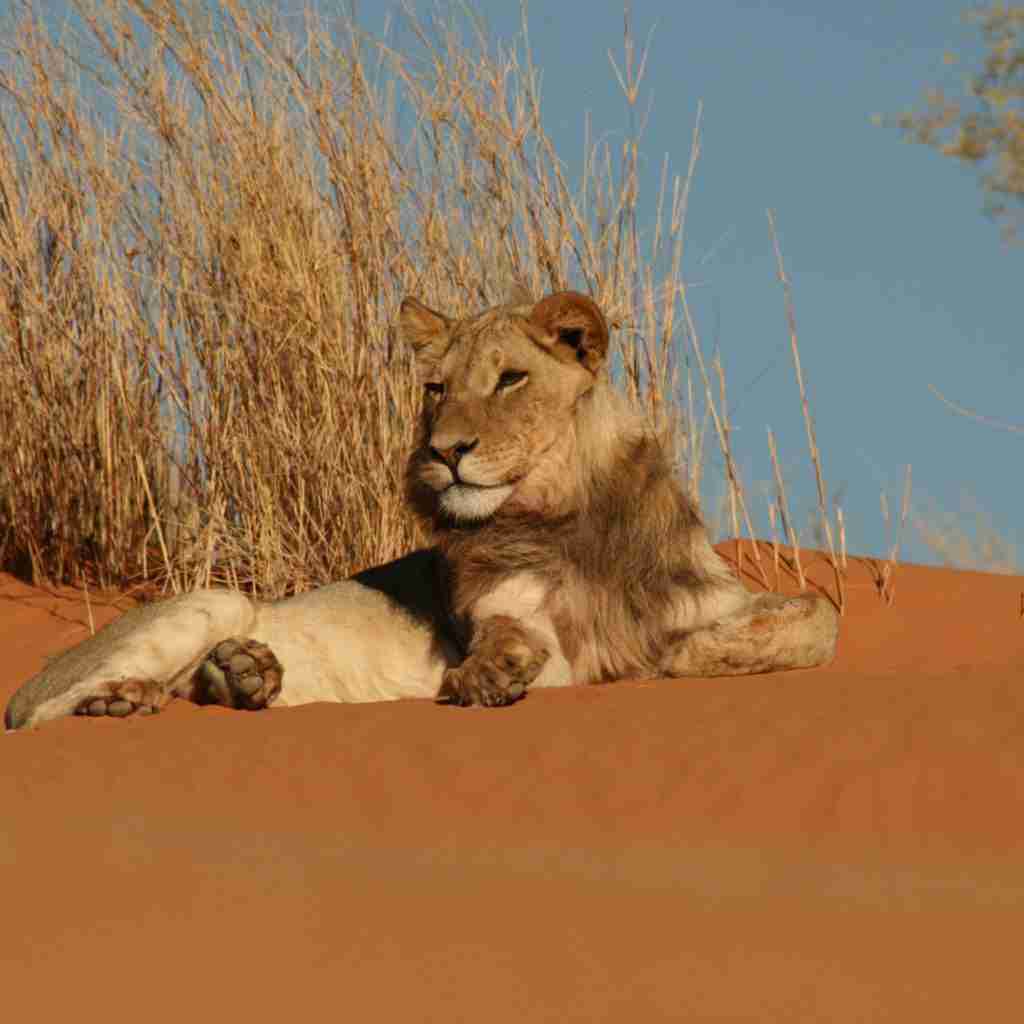 kgalagadi 01