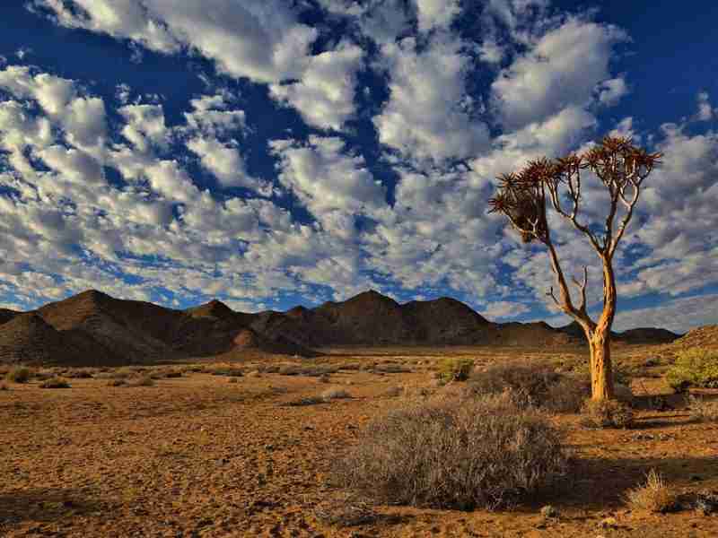 kgalagadi evid