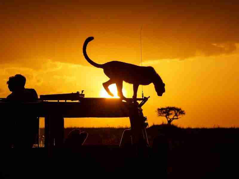 Ten good reasons for planning your safari in 2021