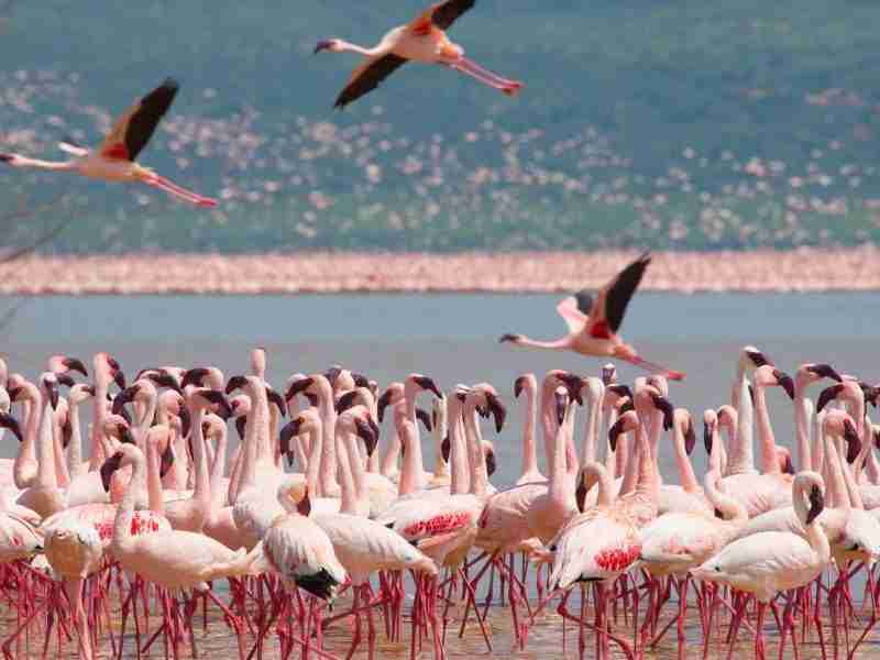 Birdwatching safari, how and where to do it