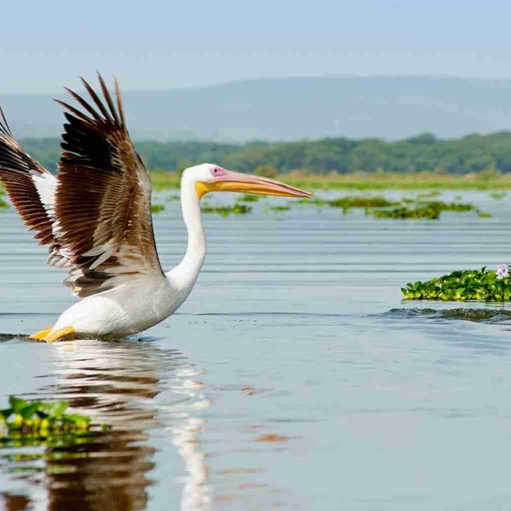 KENYA BIRD 001