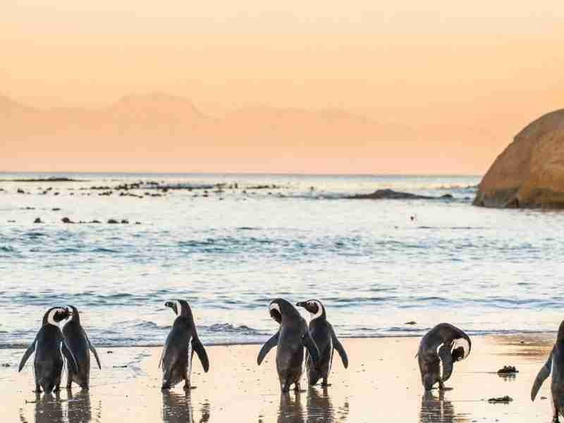 South Africa, penguins and rare birds