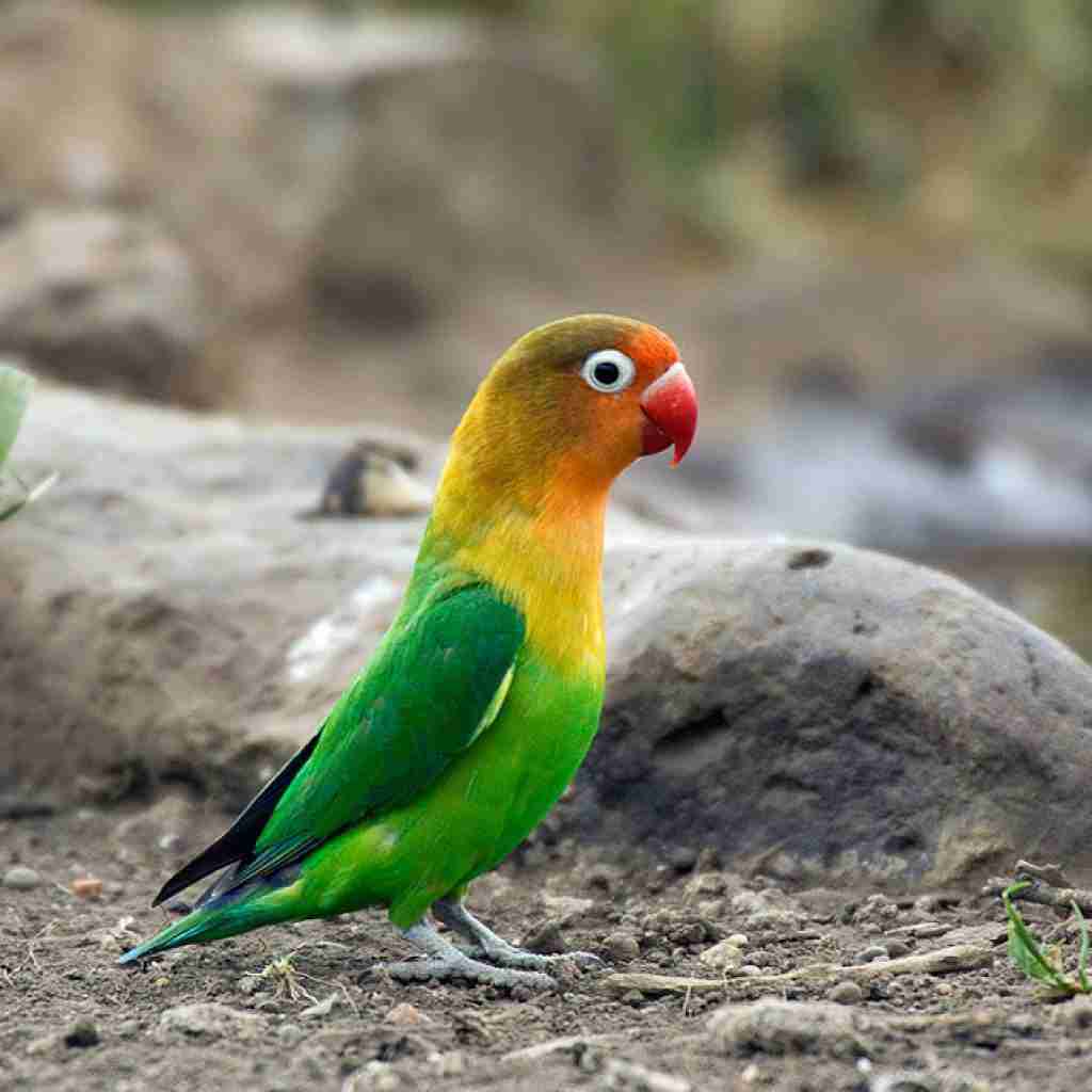 bird tanzania 01