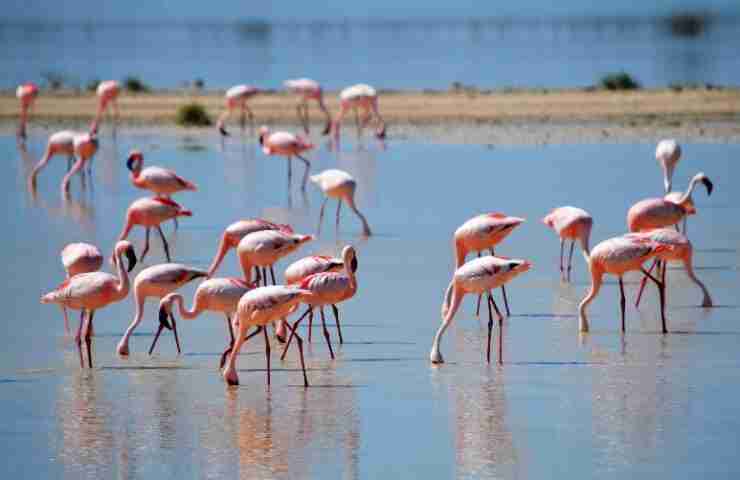 bird tanzania evid