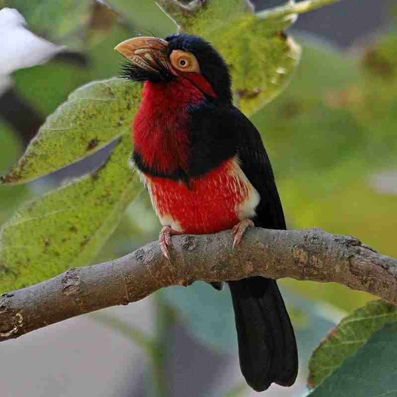 rwanda birds