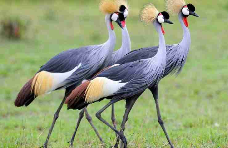 Storks and cranes at Uganda birdwatching safaris