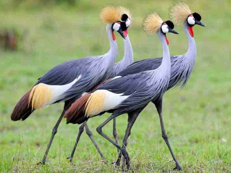 uganda birdsEVID