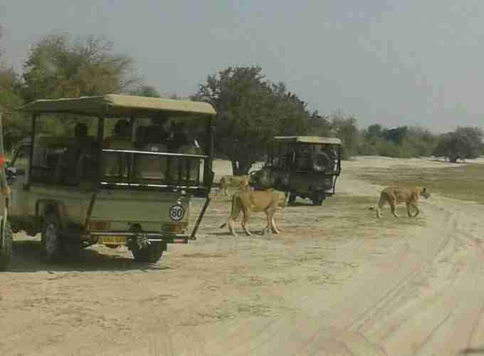 chobe day trip