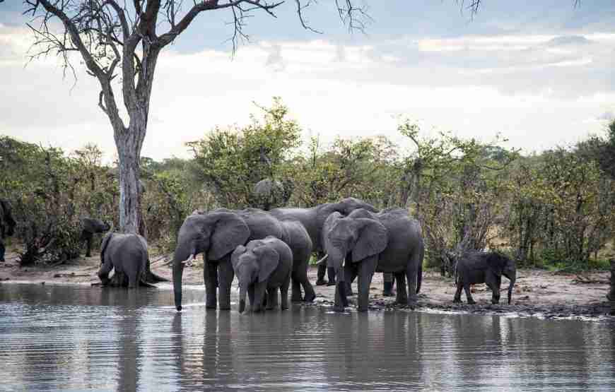 Chobe Full Day Trip from Livingstone/Victoria Falls including Return transfers & Buffet Lunch