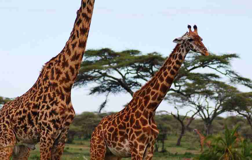 2 Days Wonders of the Serengeti