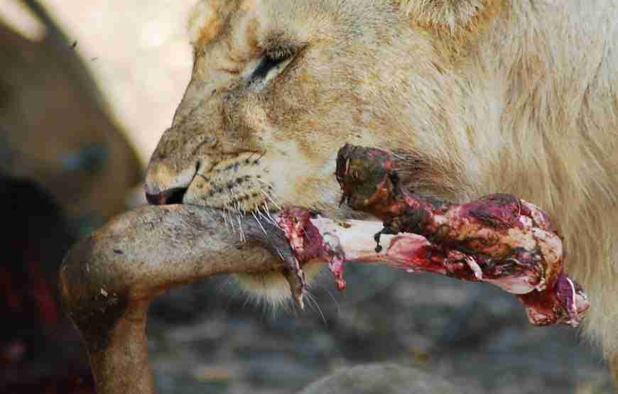 2 Days Wonders of the Serengeti