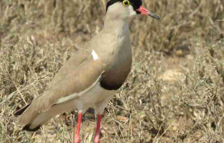 2 Days Wonders of the Serengeti