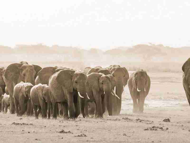 02_amboseli