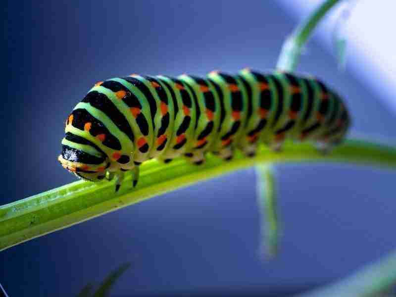 caterpillar