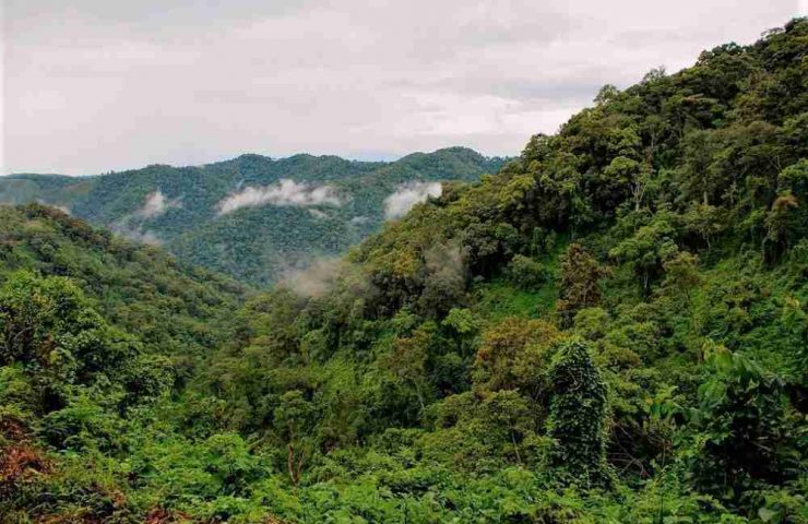 Parco Nazionale della Foresta Impenetrabile Bwindi