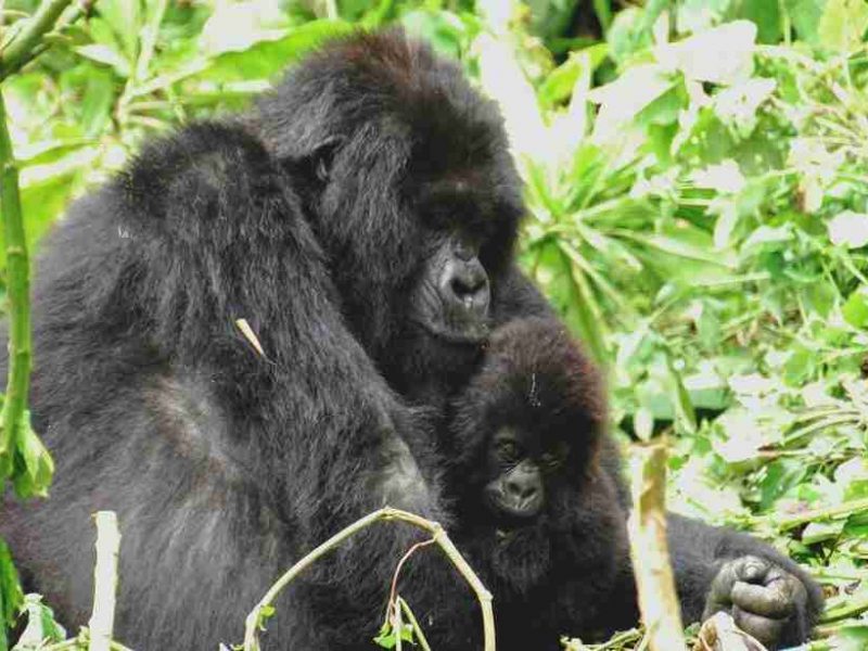 Gorilla di Montagna, un’esperienza anche di trekking