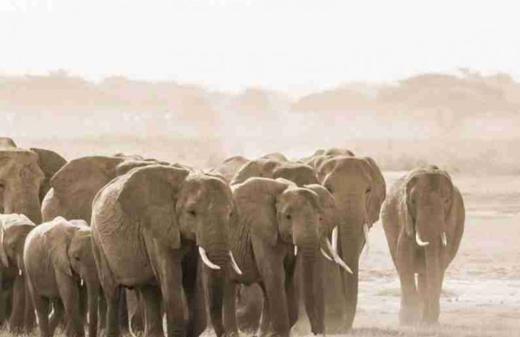 AMBOSELI