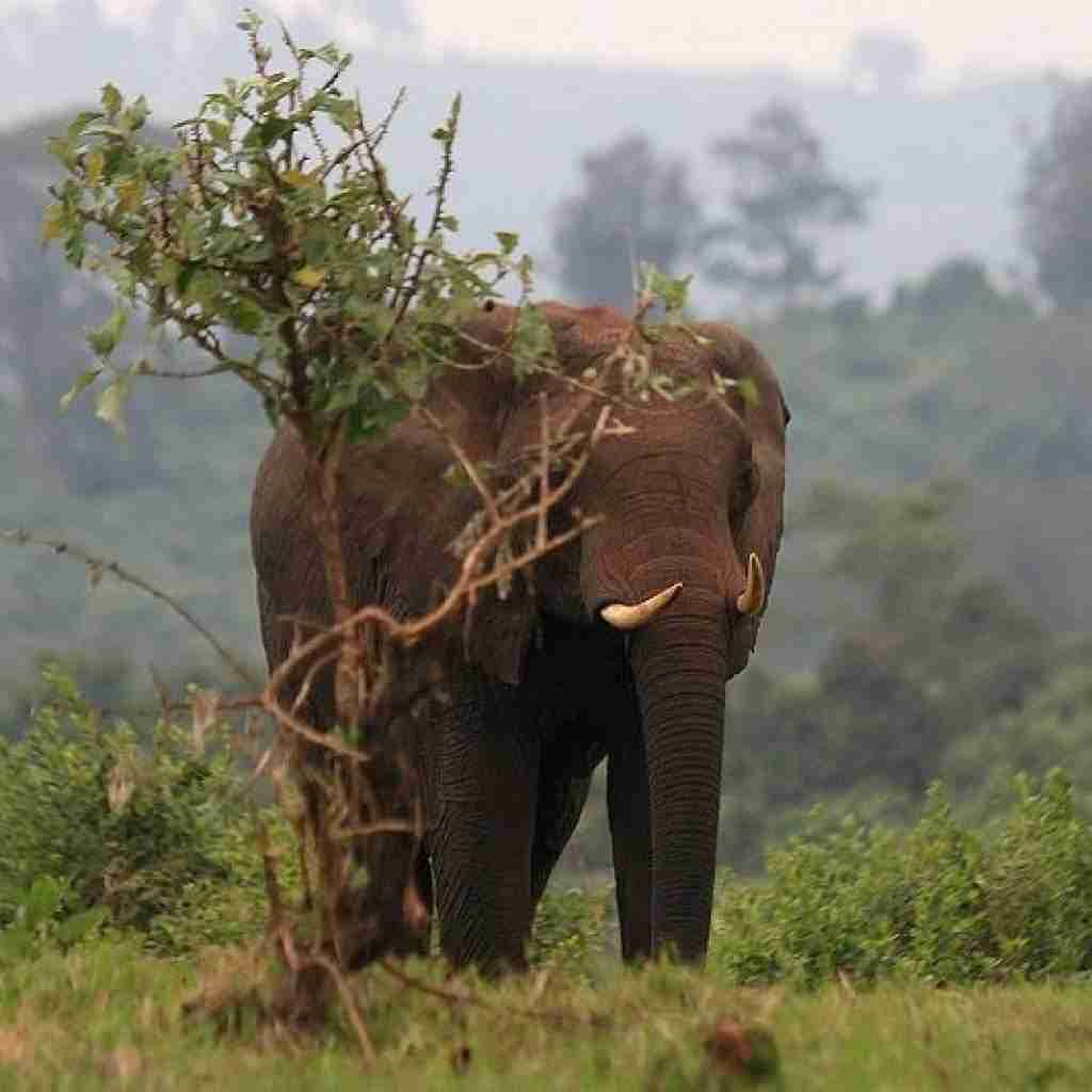 01 chyulu 2