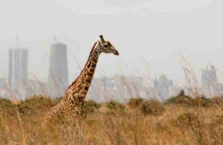 Parco Nazionale di Nairobi