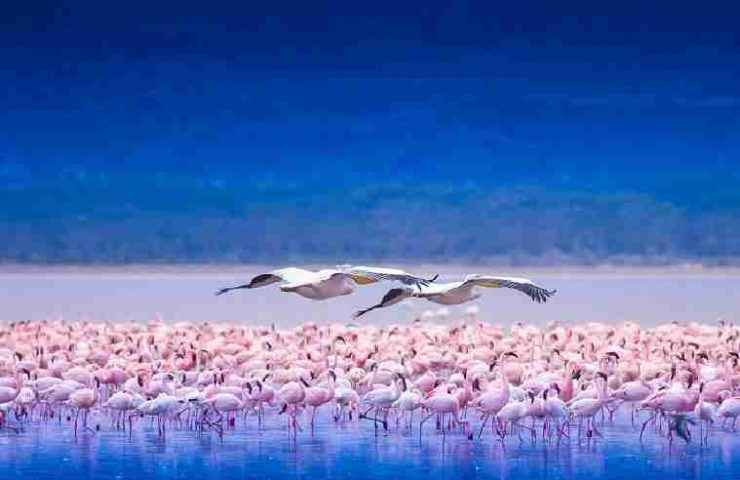 Birdwatching in Kenya, pellicani e fenicotteri