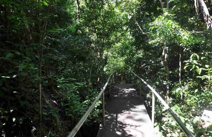 La foresta di Kiwengwa-Uroa