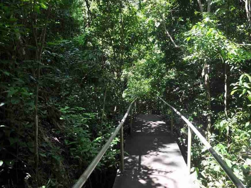 La foresta di Kiwengwa-Uroa