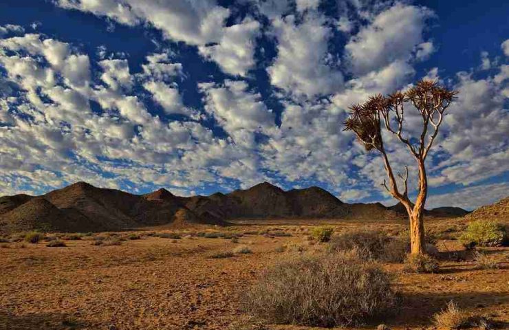 Parco Transfrontaliero Kgalagadi