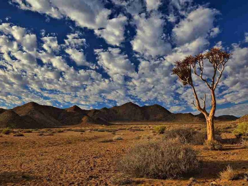 Parco Transfrontaliero Kgalagadi