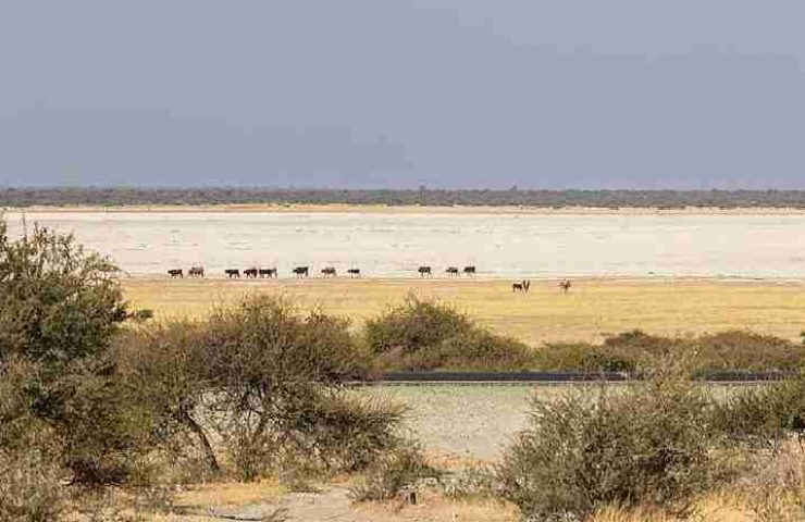 Parco Nazionale delle Saline di Makgadikgadi