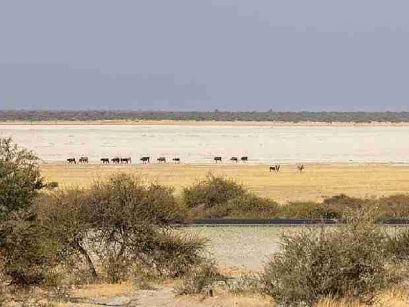 Parco Nazionale delle Saline di Makgadikgadi