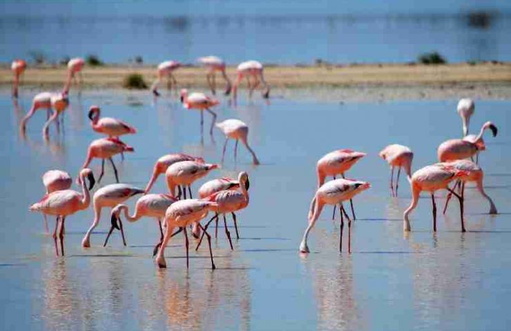 Birdwatching in Tanzania, terra di aquile e fenicotteri