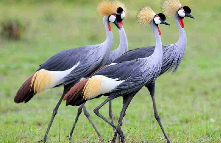 Cicogne e gru nei safari birdwatching in Uganda