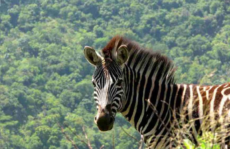 safari zambia top