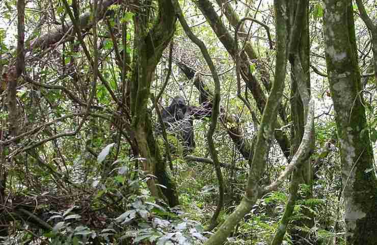 Dove alloggiare al Parco Nazionale Impenetrabile di Bwindi