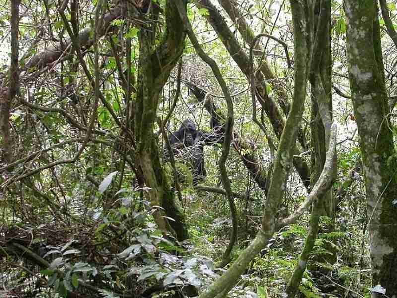 Where to stay at Bwindi Impenetrable National Park