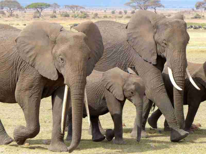 A brand new life for 250 elephants in Malawi