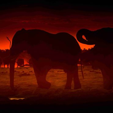 Botswana – Una destinazione per gli amanti dei Safari