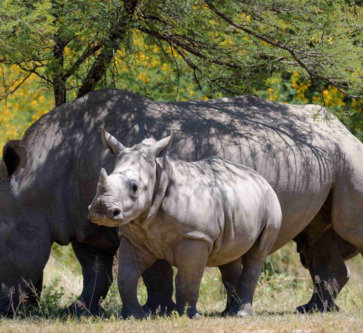 Zambia and Botswana Safari Expedition