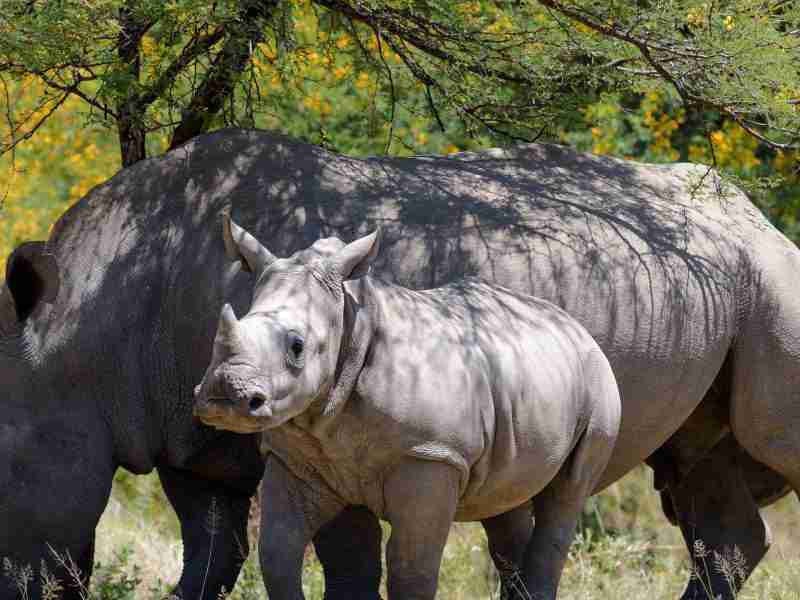 Zambia and Botswana Safari Expedition