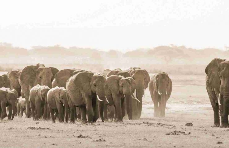 Perchè non dovreste perdervi un safari ad Amboseli